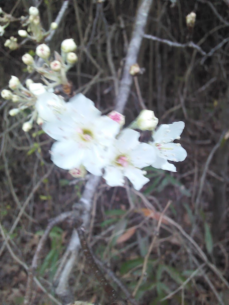 Maul Road Church of Christ